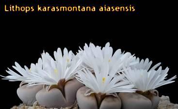 Kaktus Rehberi