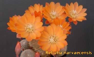Kaktus Rehberi