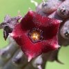 echidnopsis_repens