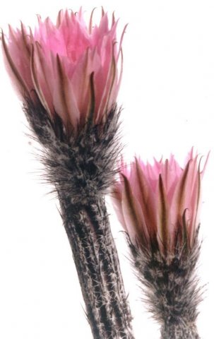 Echinocereus_kroenleinii