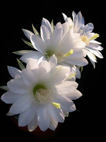 Echinopsis-subdenudata