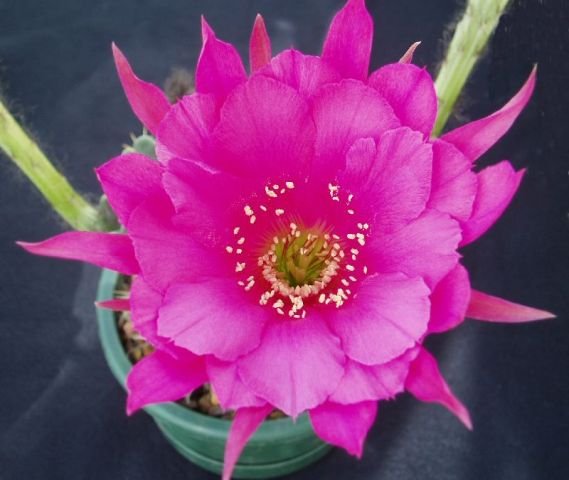 Echinopsis