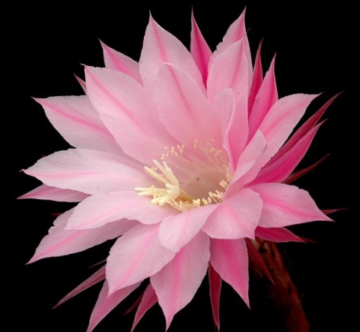 Echinopsis_(dikensiz)