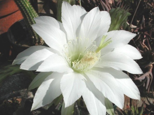 Echinopsis_1