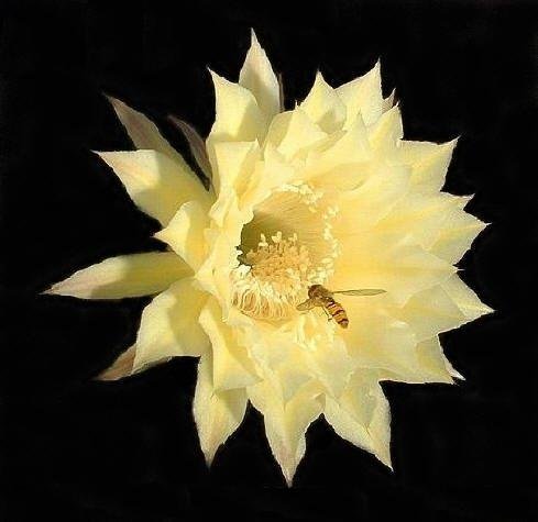 Echinopsis_Hyb