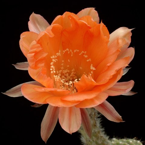 Echinopsis_Paramount