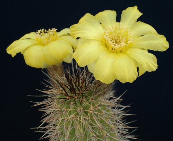 Echinopsis_aurea