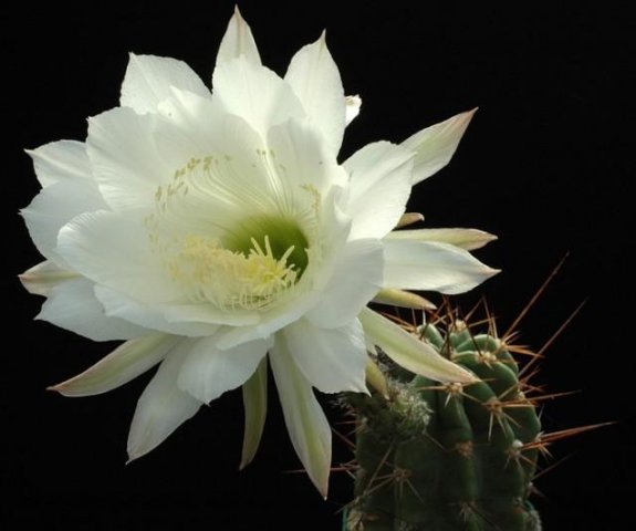 Echinopsis_bridgesii