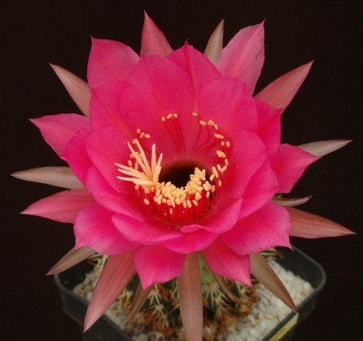 Echinopsis_cordobensis