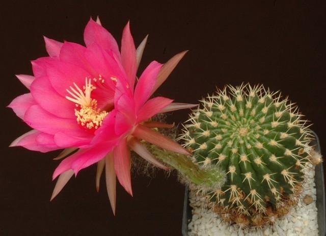 Echinopsis_cordobensis_1