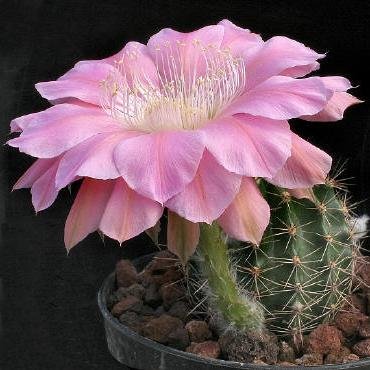 Echinopsis_eddie