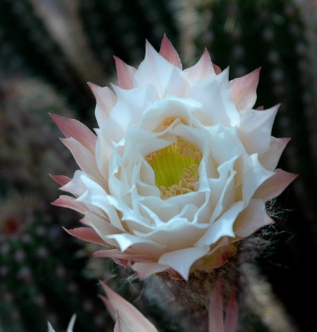 Echinopsis_lamprochlora