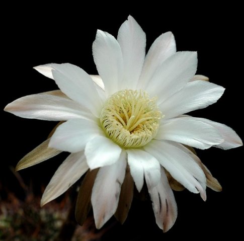 Echinopsis_melanopotamica