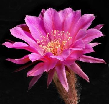 Echinopsis_romance