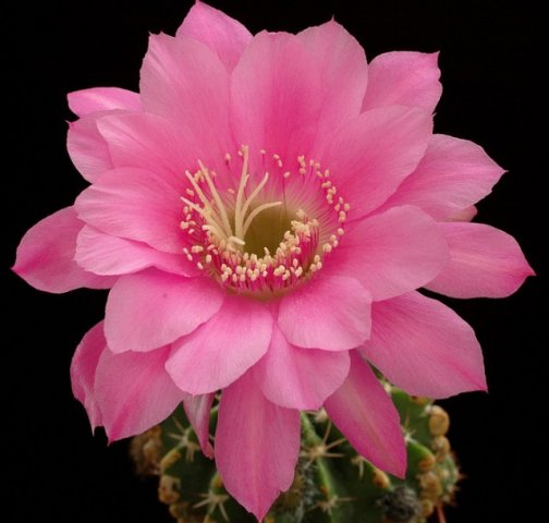 Echinopsis_rubelliflora