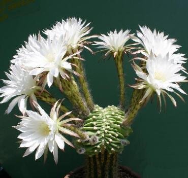 Echinopsis_subdenudata_forma_cristata