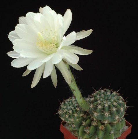 Echinopsis_toralapana