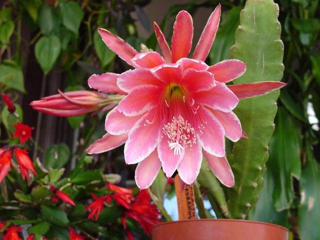 Epiphyllum