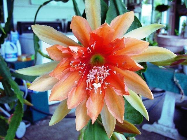 Epiphyllum_1