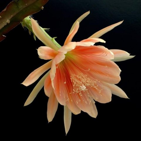 Epiphyllum_3