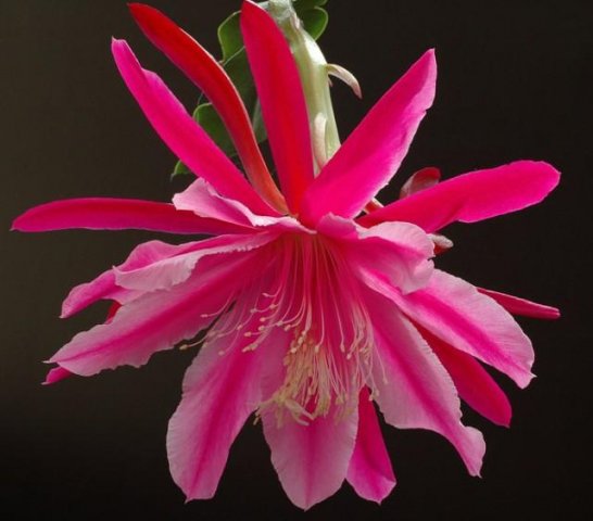 Epiphyllum_4