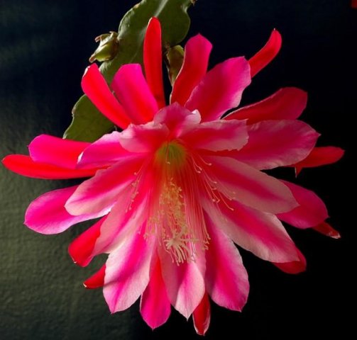 Epiphyllum_5