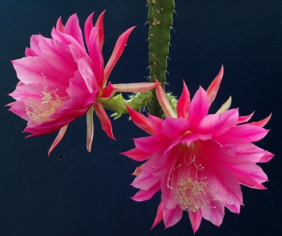 Epiphyllum_6