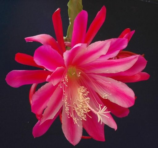 Epiphyllum_7