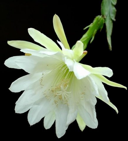 Epiphyllum_Jeanne_d_Arc