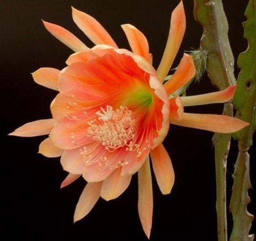 Epiphyllum_King_Midas