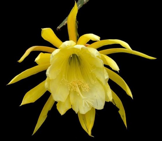 Epiphyllum_Marie_Josephine