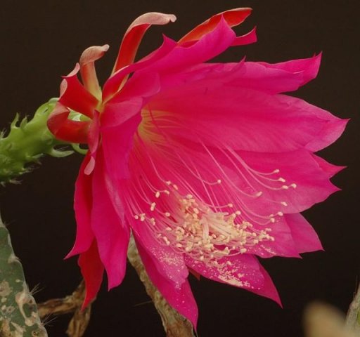 Epiphyllum_Oberst