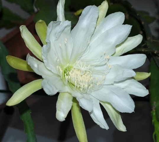 Epiphyllum_Paul_Delongpre