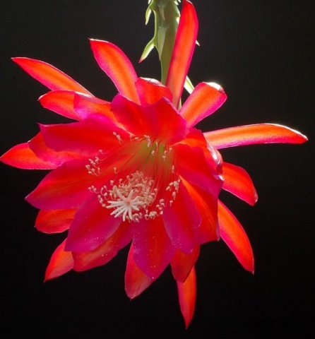 Epiphyllum_Stern_von_Erlau