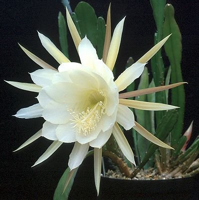 Epiphyllum_cooperi