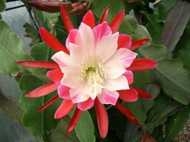 Epiphyllum_cv_Clown_Schusterkaktus