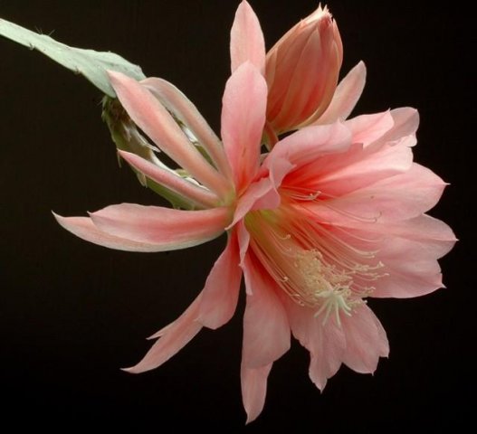 Epiphyllum_cv_Hugo_Socnic