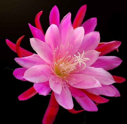 Epiphyllum_cv_Hugo_Socnic_1