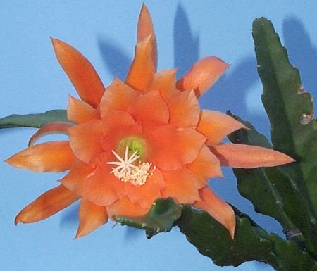 Epiphyllum_hybrids