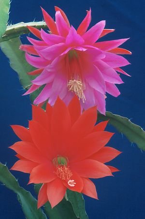 Epiphyllum_hybrids_1