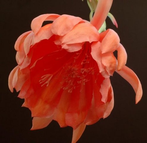 Epiphyllum_orange_giant