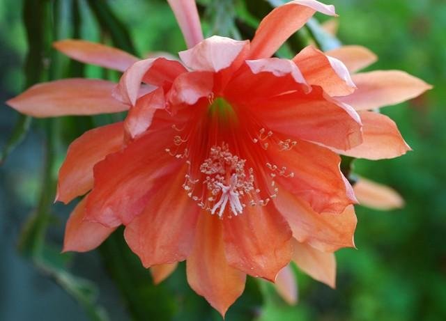 Epiphyllum_orange_giant_2