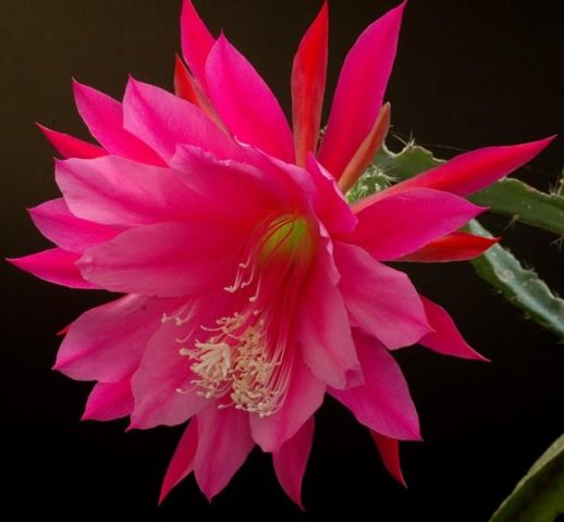 Epiphyllum_prof_Dr_Ebert