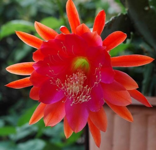 Epiphyllum_saxonia