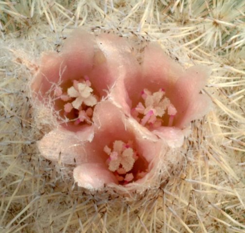 Epithelantha_pachyrhiza