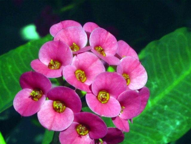 Euphorbia_milii