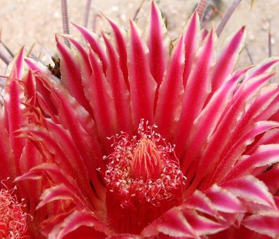 Ferocactus_covillei_1