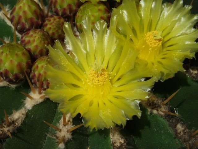 Ferocactus_schwarzii