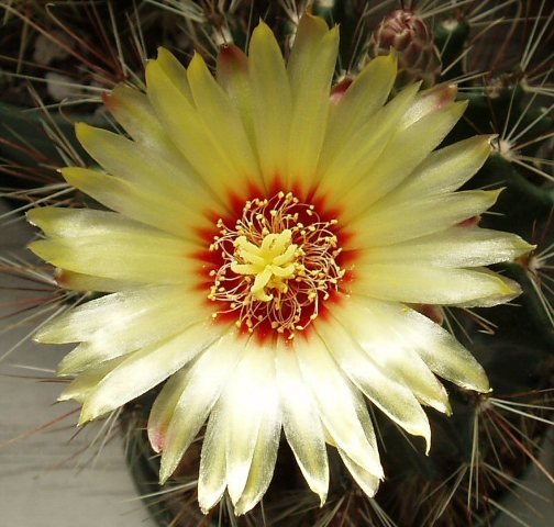 Ferocactus_setispinus