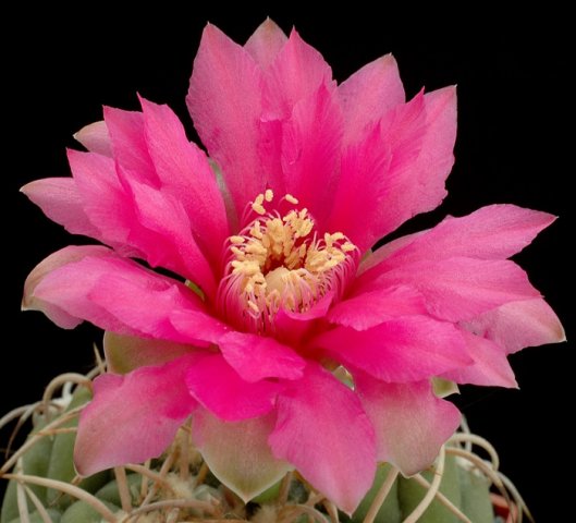 Gymnocalycium_1